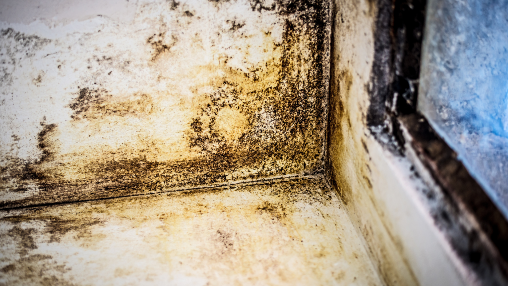 Problema de humedad por condensación en una pared interior con manchas de moho, deterioro de la pintura y necesidad de aislamiento térmico.